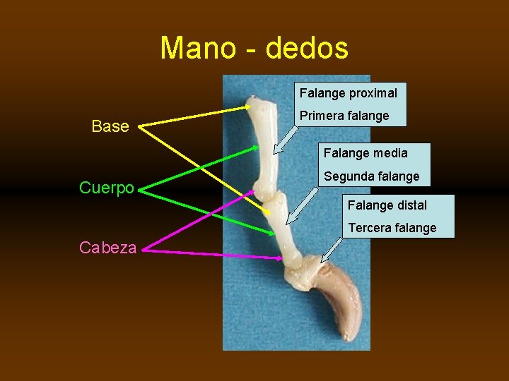 Mano - dedos Falange proximal Base Primera falange Falange media Cuerpo Segunda falange Falange