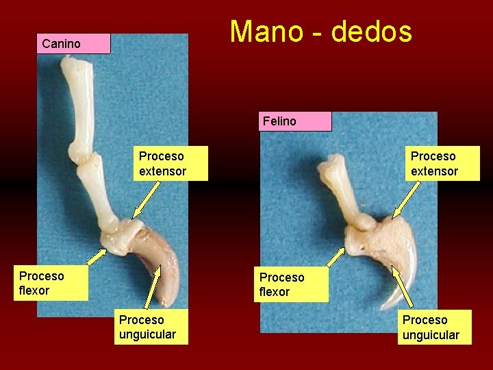 Mano - dedos Canino Felino Proceso extensor Proceso flexor Proceso unguicular 