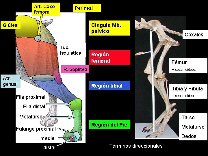 Art. Coxofemoral Perineal Cíngulo Mb. pélvico Glútea Tub. isquiática Región femoral R. poplitea Atr.