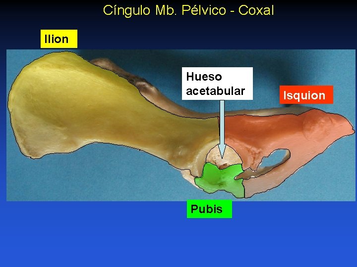 Cíngulo Mb. Pélvico - Coxal Ilion Hueso acetabular Pubis Isquion 