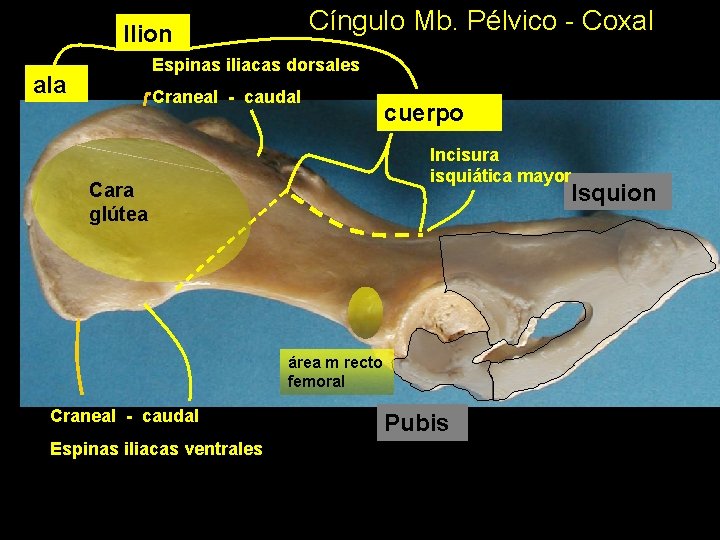 Cíngulo Mb. Pélvico - Coxal Ilion Espinas iliacas dorsales ala Craneal - caudal cuerpo