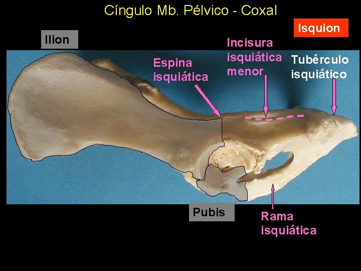 Cíngulo Mb. Pélvico - Coxal Isquion Ilion Espina isquiática Pubis Incisura isquiática Tubérculo menor