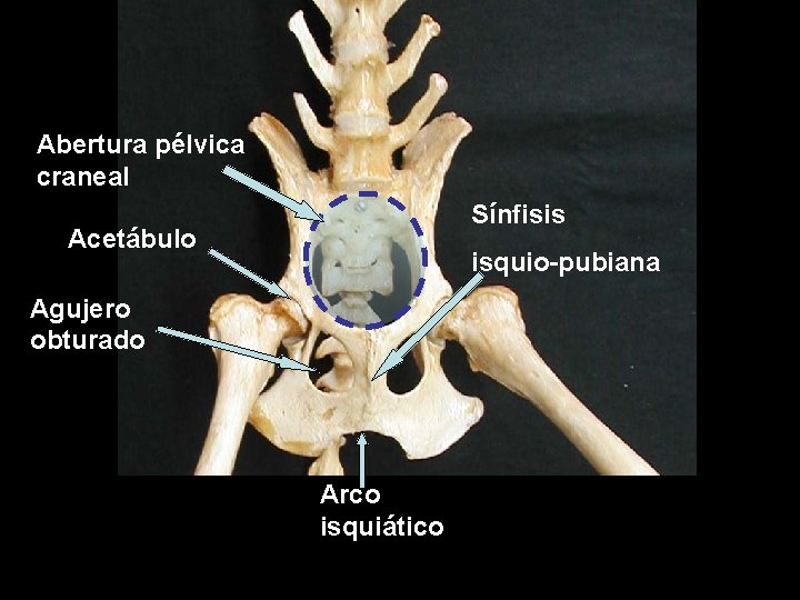 Abertura pélvica craneal Sínfisis Acetábulo isquio-pubiana Agujero obturado Arco isquiático 