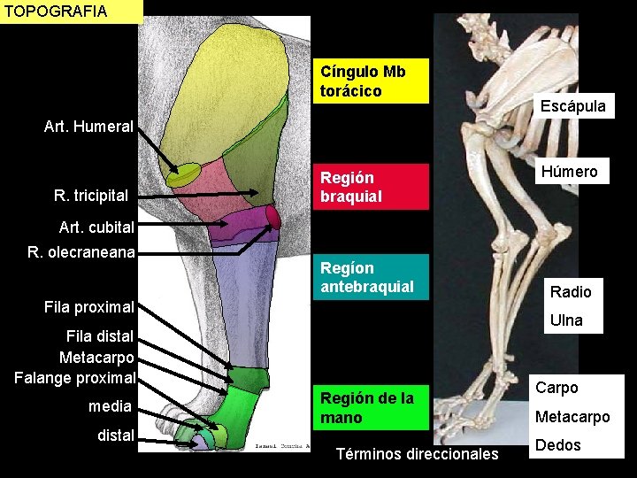 TOPOGRAFIA Cíngulo Mb torácico Escápula Art. Humeral R. tricipital Región braquial Húmero Art. cubital