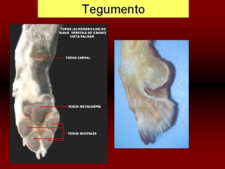 Tegumento 