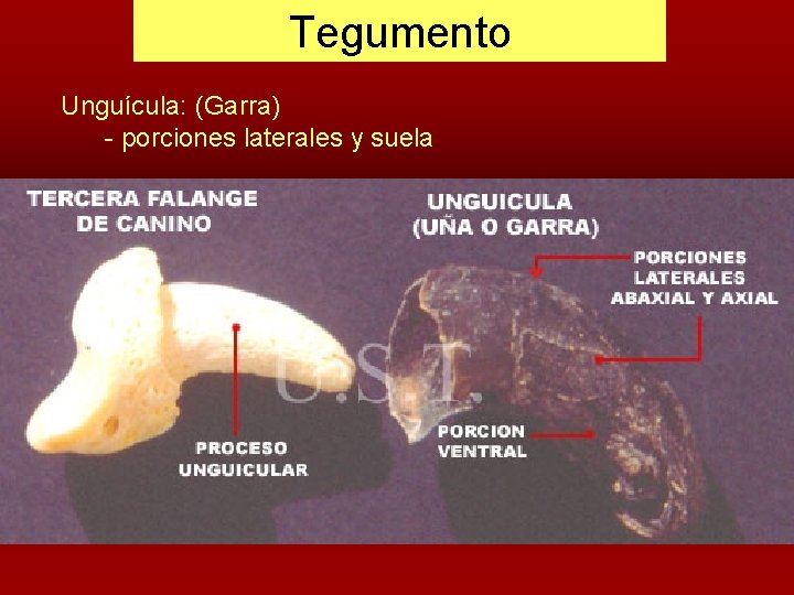 Tegumento Unguícula: (Garra) - porciones laterales y suela 