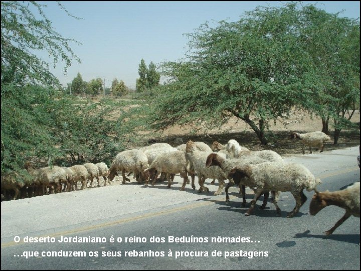O deserto Jordaniano é o reino dos Beduínos nômades… …que conduzem os seus rebanhos
