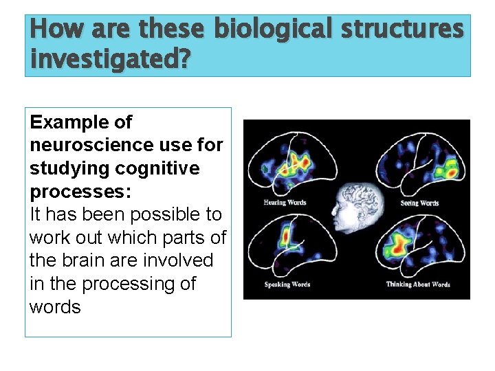 How are these biological structures investigated? Example of neuroscience use for studying cognitive processes: