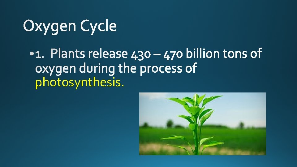 photosynthesis. 