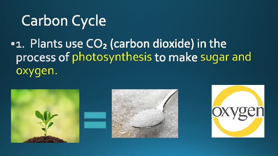 oxygen. photosynthesis sugar and 