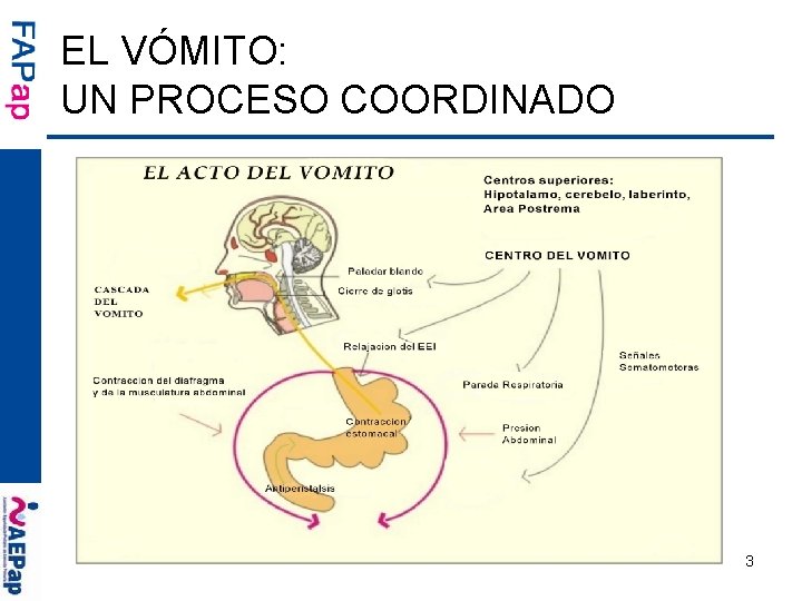 EL VÓMITO: UN PROCESO COORDINADO 3 