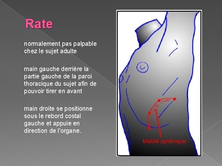 Rate normalement pas palpable chez le sujet adulte main gauche derrière la partie gauche