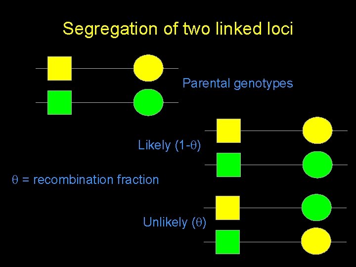 Segregation of two linked loci Parental genotypes Likely (1 - ) = recombination fraction