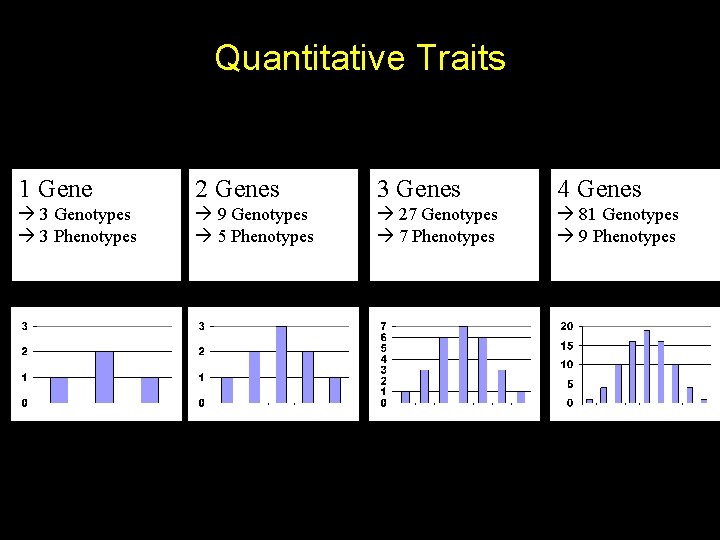 Quantitative Traits 1 Gene 2 Genes 3 Genes 4 Genes 3 Genotypes 3 Phenotypes