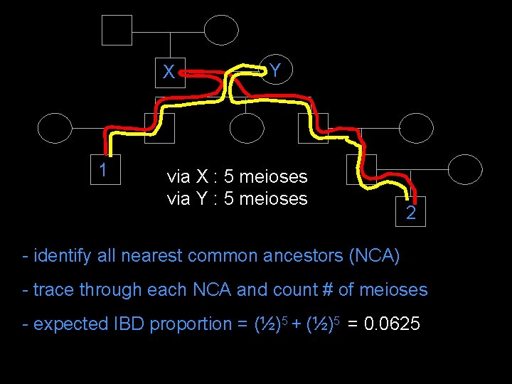 X 1 Y via X : 5 meioses via Y : 5 meioses 2