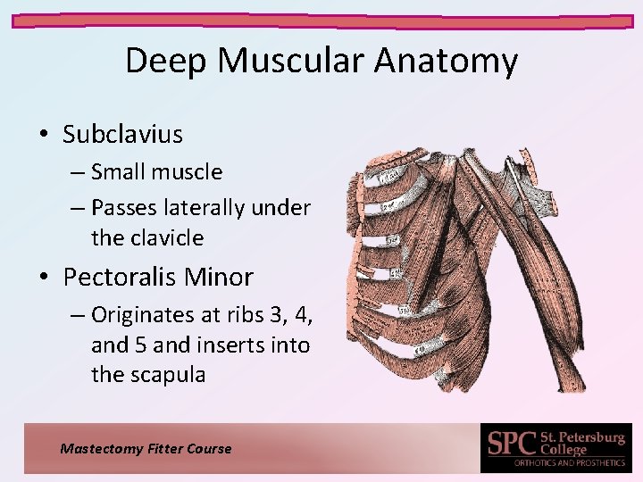 Deep Muscular Anatomy • Subclavius – Small muscle – Passes laterally under the clavicle