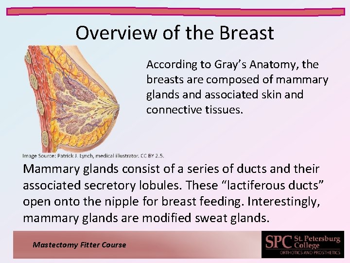 Overview of the Breast According to Gray’s Anatomy, the breasts are composed of mammary