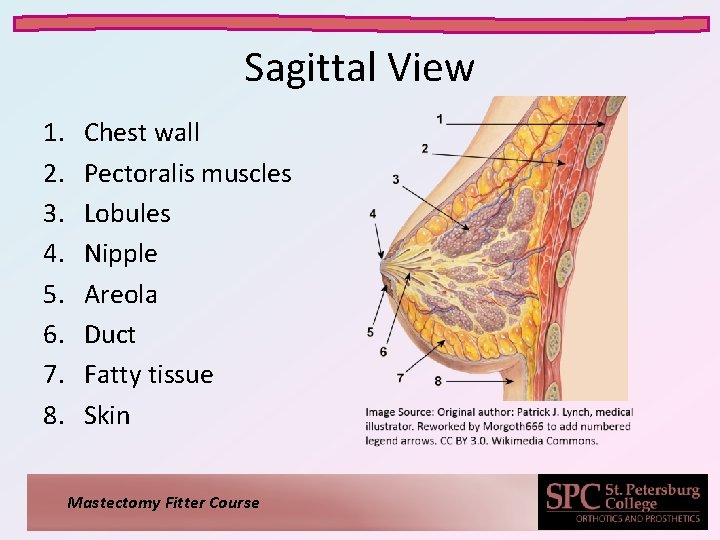 Sagittal View 1. 2. 3. 4. 5. 6. 7. 8. Chest wall Pectoralis muscles
