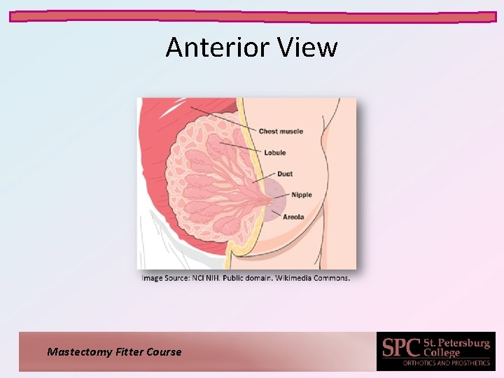 Anterior View Mastectomy Fitter Course 