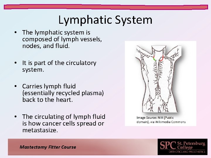 Lymphatic System • The lymphatic system is composed of lymph vessels, nodes, and fluid.