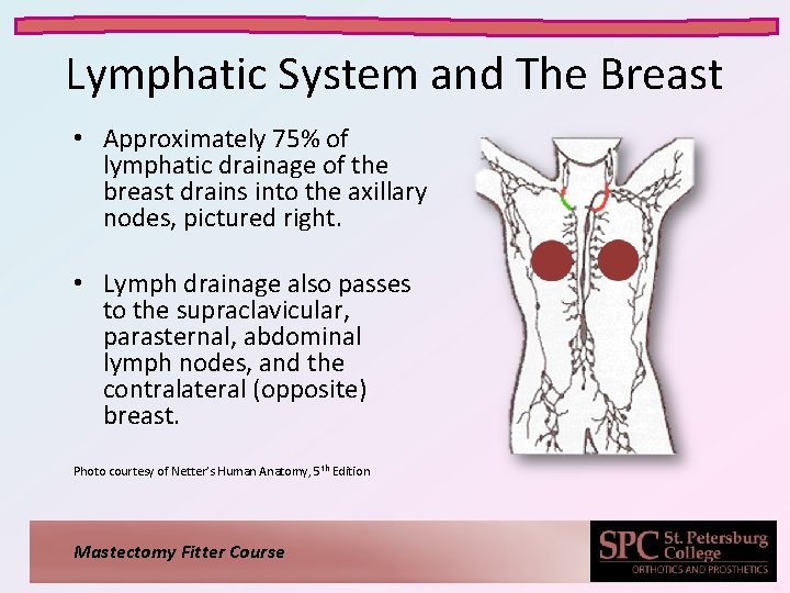 Lymphatic System and The Breast • Approximately 75% of lymphatic drainage of the breast