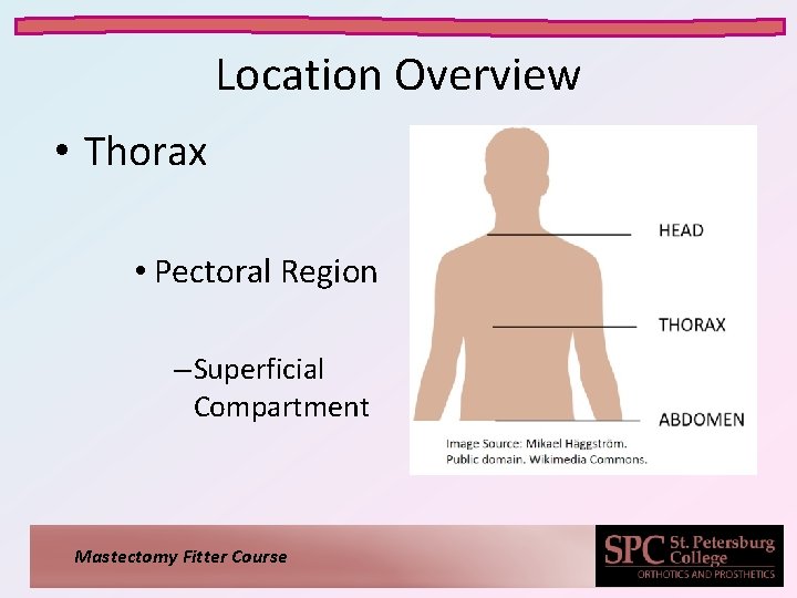 Location Overview • Thorax • Pectoral Region – Superficial Compartment Mastectomy Fitter Course 