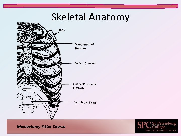 Skeletal Anatomy Mastectomy Fitter Course 