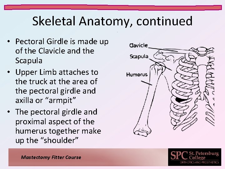 Skeletal Anatomy, continued • Pectoral Girdle is made up of the Clavicle and the