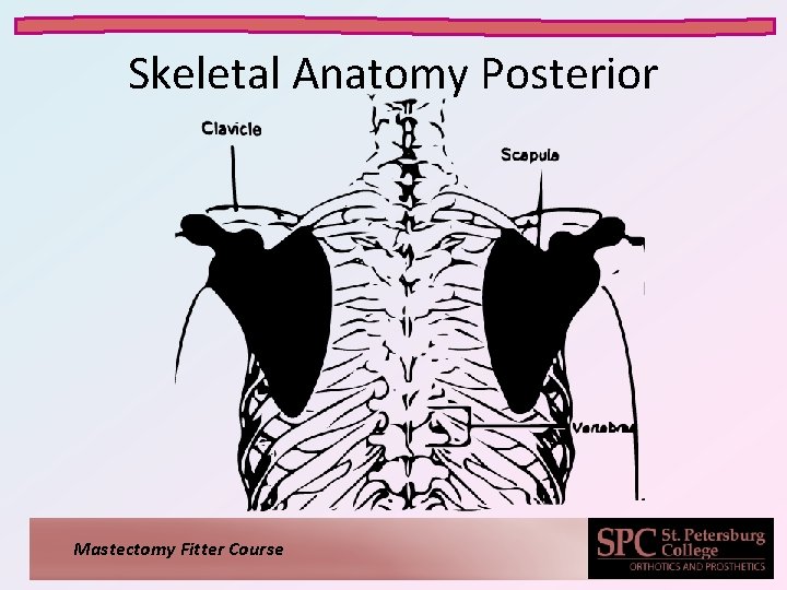 Skeletal Anatomy Posterior Mastectomy Fitter Course 