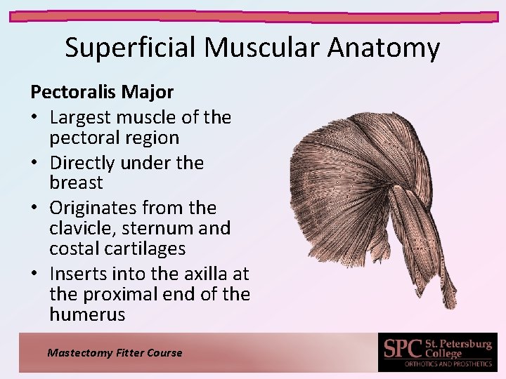 Superficial Muscular Anatomy Pectoralis Major • Largest muscle of the pectoral region • Directly