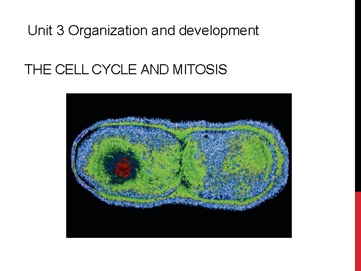 Unit 3 Organization and development THE CELL CYCLE AND MITOSIS 