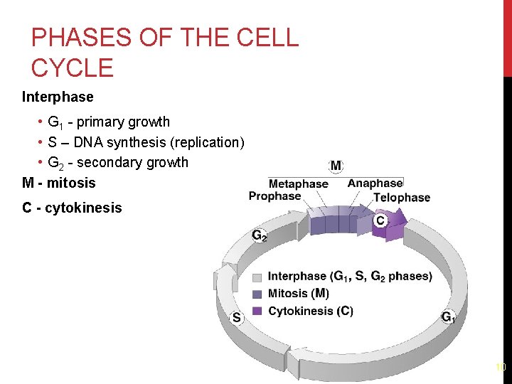 PHASES OF THE CELL CYCLE Interphase • G 1 - primary growth • S