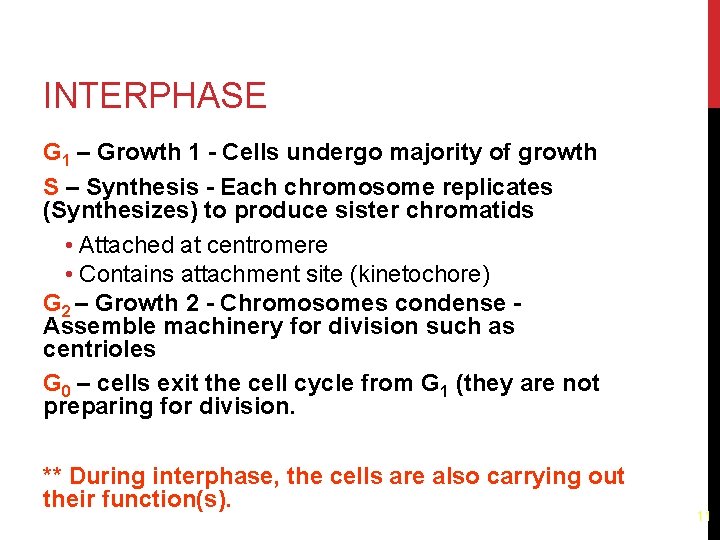 INTERPHASE G 1 – Growth 1 - Cells undergo majority of growth S –