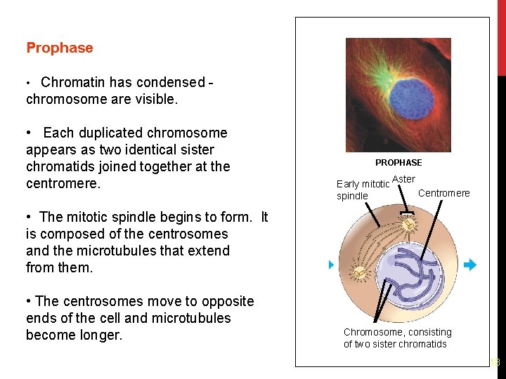 Prophase • Chromatin has condensed - chromosome are visible. • Each duplicated chromosome appears