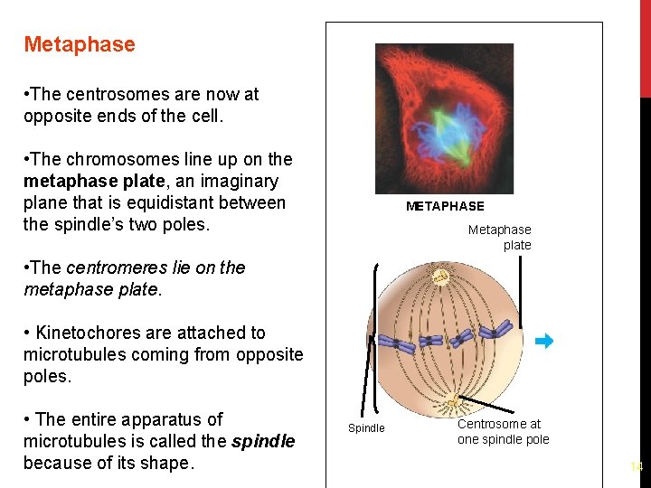 Metaphase • The centrosomes are now at opposite ends of the cell. • The