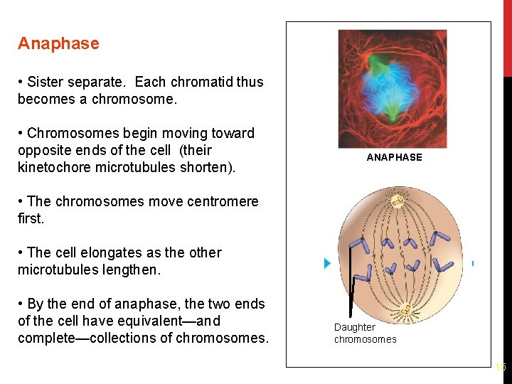 Anaphase • Sister separate. Each chromatid thus becomes a chromosome. • Chromosomes begin moving