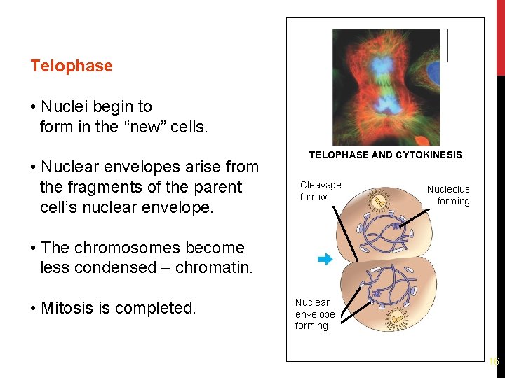 Telophase • Nuclei begin to form in the “new” cells. • Nuclear envelopes arise