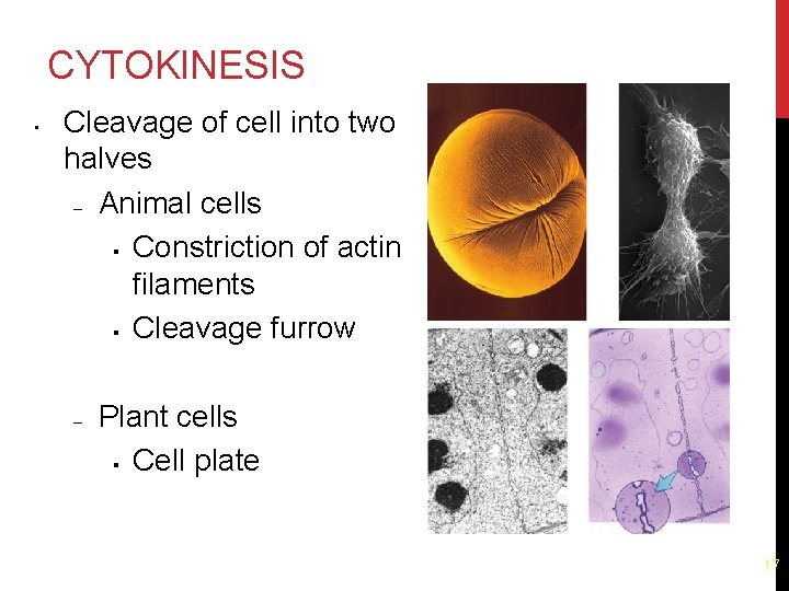 CYTOKINESIS • Cleavage of cell into two halves – Animal cells § Constriction of