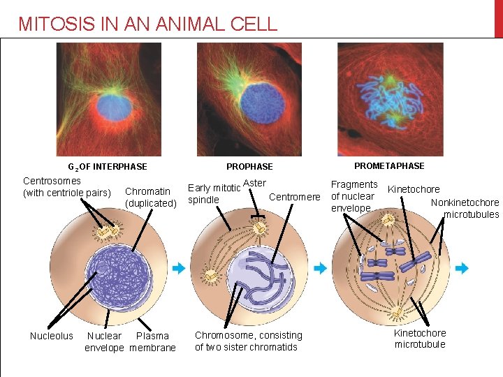 MITOSIS IN AN ANIMAL CELL G 2 OF INTERPHASE Centrosomes (with centriole pairs) Nucleolus