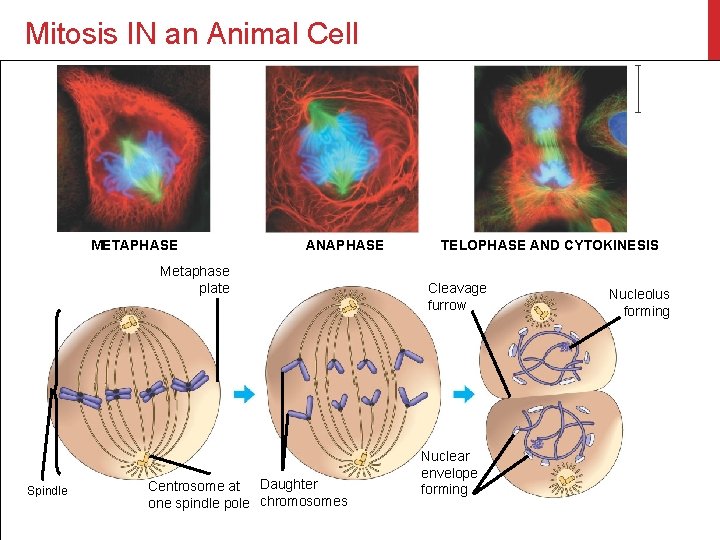 Mitosis IN an Animal Cell METAPHASE ANAPHASE Metaphase plate Spindle Centrosome at Daughter one