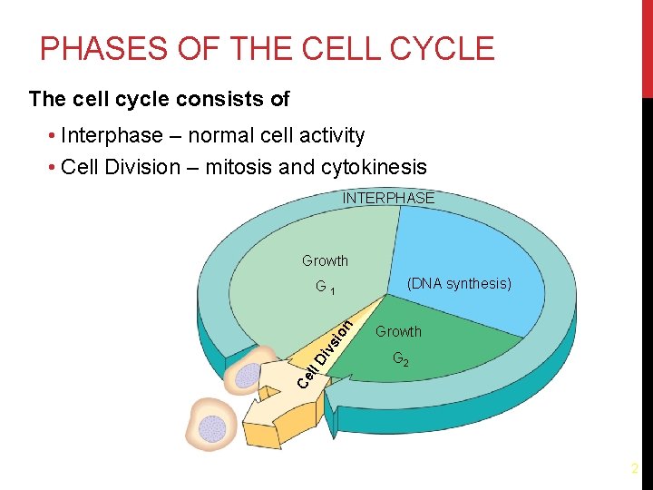 PHASES OF THE CELL CYCLE The cell cycle consists of • Interphase – normal