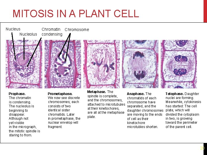 MITOSIS IN A PLANT CELL Nucleus Nucleolus Chromatin Chromosome condensing Metaphase. The 1 Prophase.