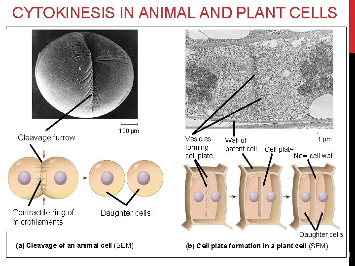 CYTOKINESIS IN ANIMAL AND PLANT CELLS Cleavage furrow Contractile ring of microfilaments 100 µm