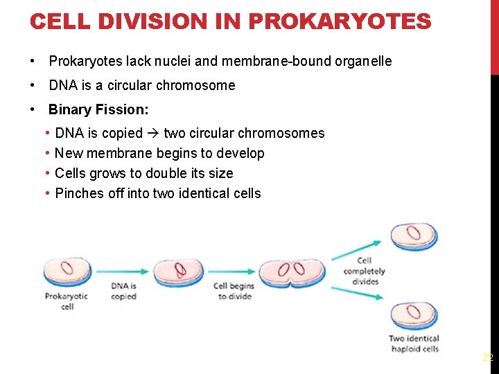 CELL DIVISION IN PROKARYOTES • Prokaryotes lack nuclei and membrane-bound organelle • DNA is
