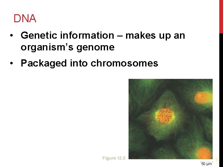 DNA • Genetic information – makes up an organism’s genome • Packaged into chromosomes