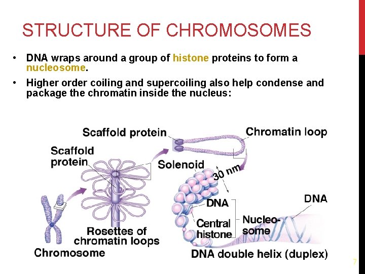 STRUCTURE OF CHROMOSOMES • DNA wraps around a group of histone proteins to form