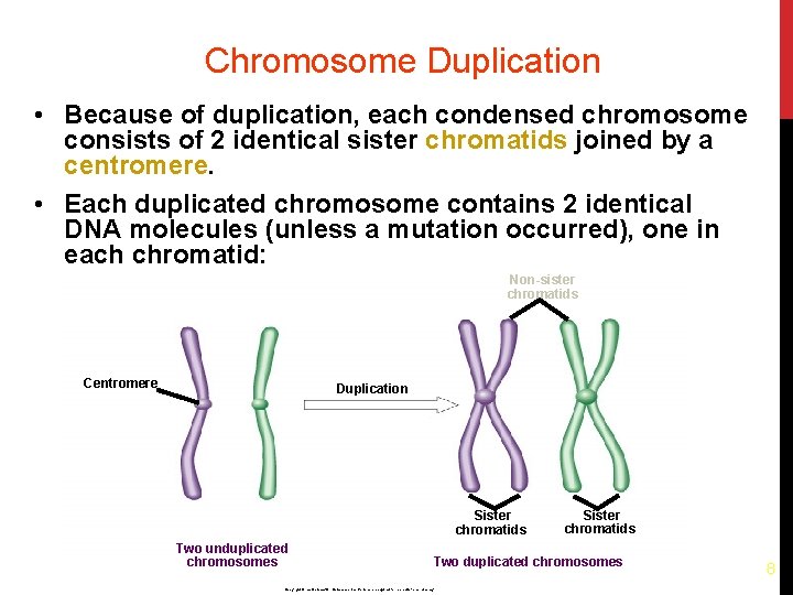 Chromosome Duplication • Because of duplication, each condensed chromosome consists of 2 identical sister