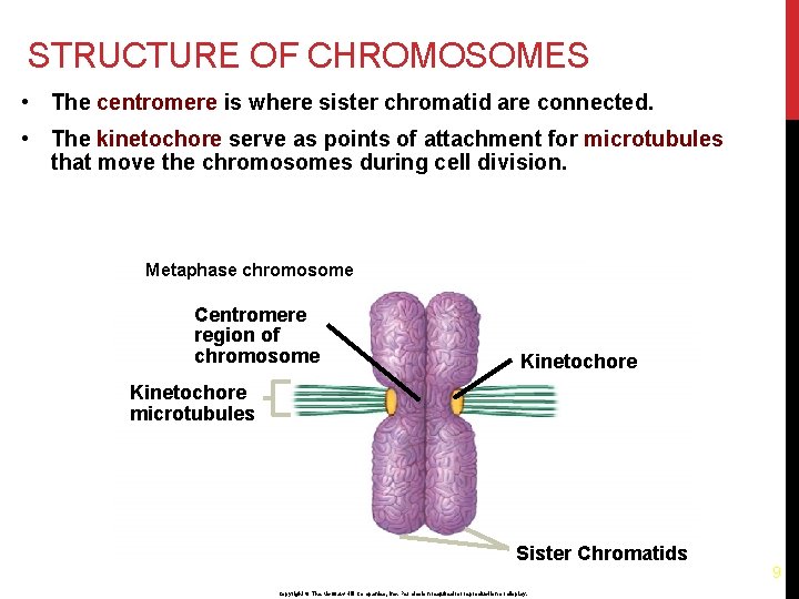 STRUCTURE OF CHROMOSOMES • The centromere is where sister chromatid are connected. • The