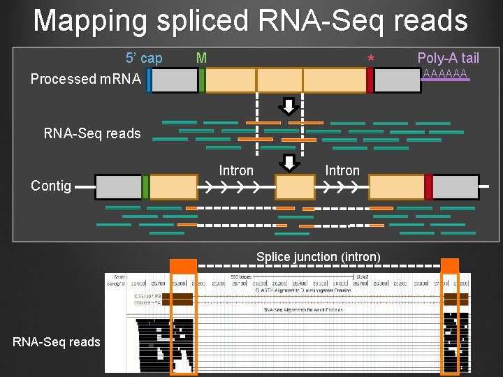 Mapping spliced RNA-Seq reads 5’ cap M * Processed m. RNA-Seq reads Contig Intron