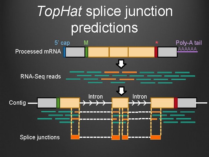 Top. Hat splice junction predictions 5’ cap M * Processed m. RNA-Seq reads Contig